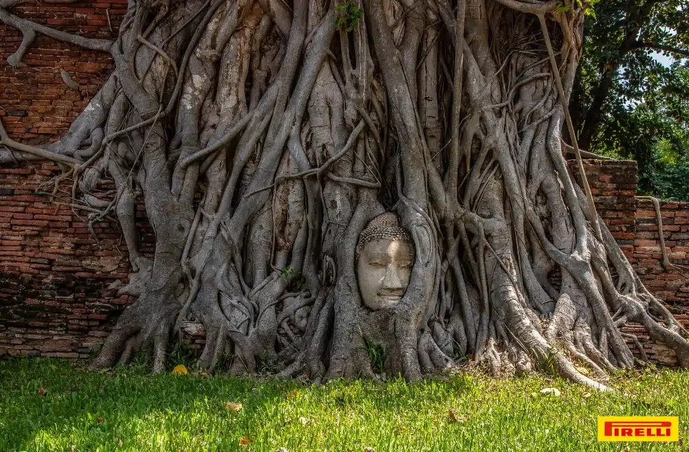 วัดมหาธาตุ-_ชมเศียรพระในรากไม้อันซีนไทยแลนด์_